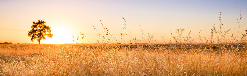 sunset on a field